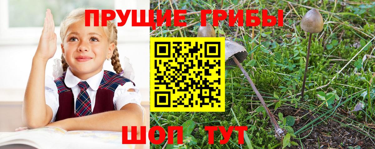 Псилоцибиновые грибы Psilocybe Гуково